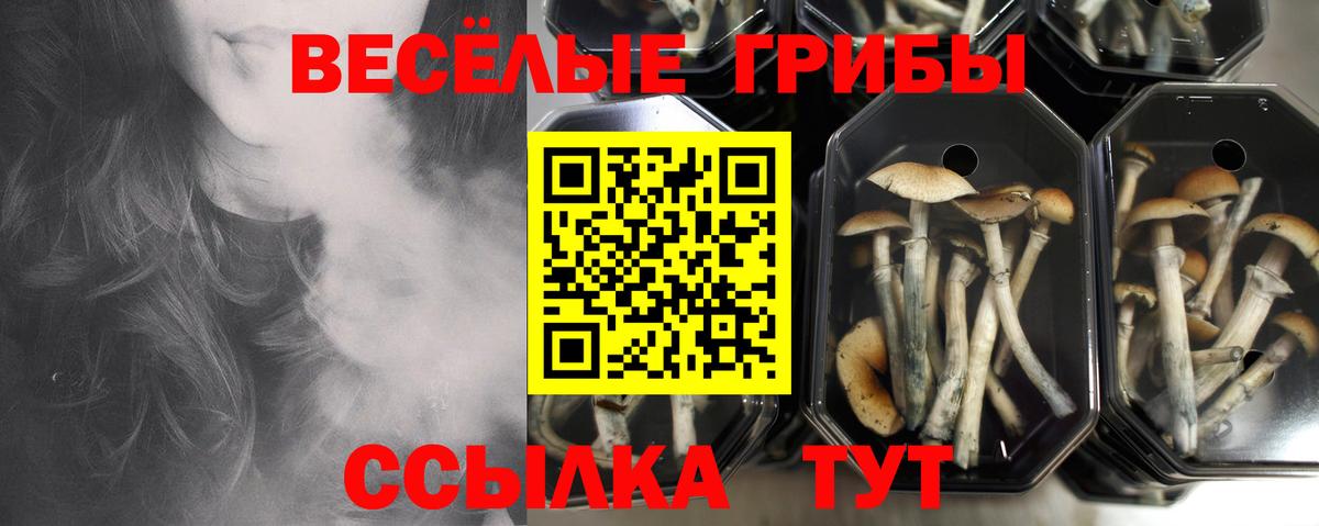 Псилоцибиновые грибы GOLDEN TEACHER Тулун
